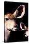 Safari Profile Collection - Antelope and Baby Black Edition V-Philippe Hugonnard-Stretched Canvas