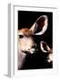 Safari Profile Collection - Antelope and Baby Black Edition V-Philippe Hugonnard-Framed Photographic Print