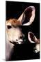Safari Profile Collection - Antelope and Baby Black Edition V-Philippe Hugonnard-Mounted Photographic Print