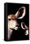 Safari Profile Collection - Antelope and Baby Black Edition V-Philippe Hugonnard-Framed Stretched Canvas