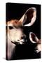 Safari Profile Collection - Antelope and Baby Black Edition V-Philippe Hugonnard-Stretched Canvas