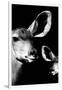 Safari Profile Collection - Antelope and Baby Black Edition VI-Philippe Hugonnard-Framed Photographic Print