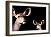 Safari Profile Collection - Antelope and Baby Black Edition-Philippe Hugonnard-Framed Photographic Print