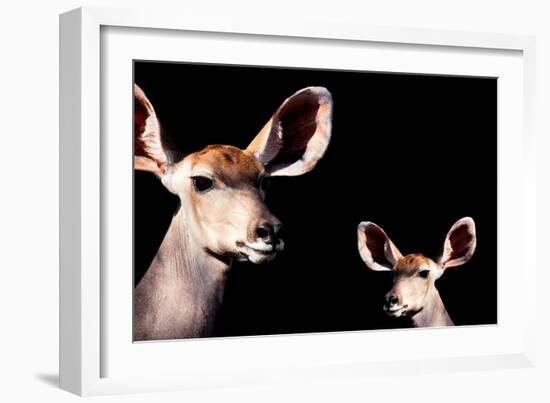 Safari Profile Collection - Antelope and Baby Black Edition-Philippe Hugonnard-Framed Photographic Print