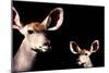 Safari Profile Collection - Antelope and Baby Black Edition-Philippe Hugonnard-Mounted Photographic Print