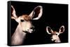 Safari Profile Collection - Antelope and Baby Black Edition-Philippe Hugonnard-Framed Stretched Canvas