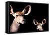 Safari Profile Collection - Antelope and Baby Black Edition-Philippe Hugonnard-Framed Stretched Canvas