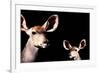 Safari Profile Collection - Antelope and Baby Black Edition-Philippe Hugonnard-Framed Photographic Print