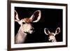 Safari Profile Collection - Antelope and Baby Black Edition-Philippe Hugonnard-Framed Photographic Print