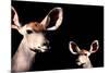 Safari Profile Collection - Antelope and Baby Black Edition-Philippe Hugonnard-Mounted Photographic Print