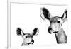 Safari Profile Collection - Antelope and Baby White Edition II-Philippe Hugonnard-Framed Photographic Print