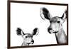 Safari Profile Collection - Antelope and Baby White Edition II-Philippe Hugonnard-Framed Photographic Print