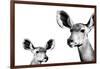 Safari Profile Collection - Antelope and Baby White Edition II-Philippe Hugonnard-Framed Photographic Print