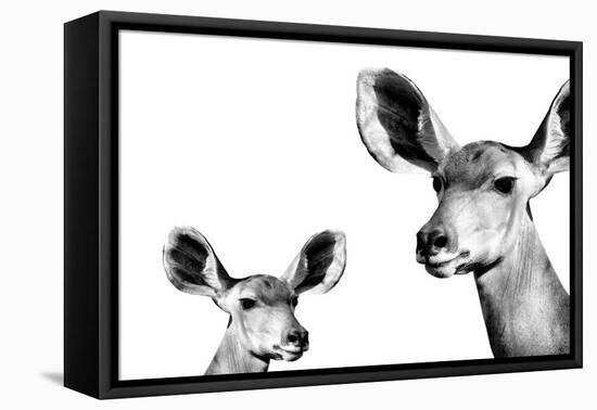 Safari Profile Collection - Antelope and Baby White Edition II-Philippe Hugonnard-Framed Stretched Canvas