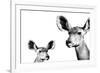 Safari Profile Collection - Antelope and Baby White Edition II-Philippe Hugonnard-Framed Photographic Print