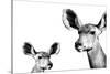 Safari Profile Collection - Antelope and Baby White Edition II-Philippe Hugonnard-Stretched Canvas