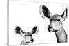 Safari Profile Collection - Antelope and Baby White Edition II-Philippe Hugonnard-Stretched Canvas