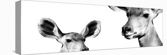 Safari Profile Collection - Antelope and Baby White Edition IV-Philippe Hugonnard-Stretched Canvas