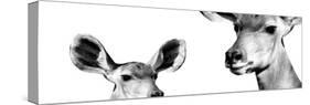 Safari Profile Collection - Antelope and Baby White Edition IV-Philippe Hugonnard-Stretched Canvas