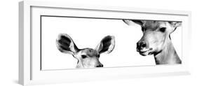 Safari Profile Collection - Antelope and Baby White Edition IV-Philippe Hugonnard-Framed Photographic Print