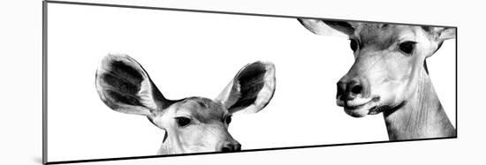 Safari Profile Collection - Antelope and Baby White Edition IV-Philippe Hugonnard-Mounted Photographic Print