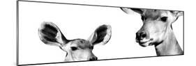 Safari Profile Collection - Antelope and Baby White Edition IV-Philippe Hugonnard-Mounted Photographic Print