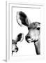 Safari Profile Collection - Antelope and Baby White Edition VI-Philippe Hugonnard-Framed Photographic Print