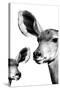 Safari Profile Collection - Antelope and Baby White Edition VI-Philippe Hugonnard-Stretched Canvas