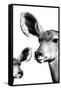 Safari Profile Collection - Antelope and Baby White Edition VI-Philippe Hugonnard-Framed Stretched Canvas