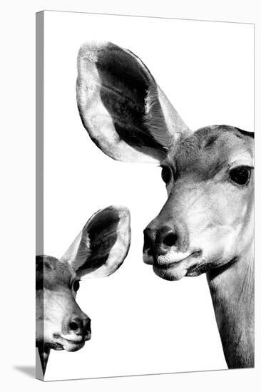 Safari Profile Collection - Antelope and Baby White Edition VI-Philippe Hugonnard-Stretched Canvas