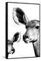 Safari Profile Collection - Antelope and Baby White Edition VI-Philippe Hugonnard-Framed Stretched Canvas