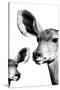 Safari Profile Collection - Antelope and Baby White Edition VI-Philippe Hugonnard-Stretched Canvas