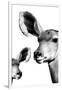 Safari Profile Collection - Antelope and Baby White Edition VI-Philippe Hugonnard-Framed Photographic Print