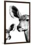 Safari Profile Collection - Antelope and Baby White Edition VI-Philippe Hugonnard-Framed Photographic Print