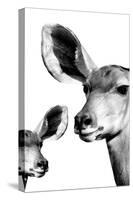 Safari Profile Collection - Antelope and Baby White Edition VI-Philippe Hugonnard-Stretched Canvas