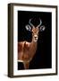 Safari Profile Collection - Antelope Black Edition II-Philippe Hugonnard-Framed Photographic Print