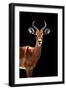 Safari Profile Collection - Antelope Black Edition II-Philippe Hugonnard-Framed Photographic Print
