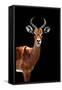 Safari Profile Collection - Antelope Black Edition II-Philippe Hugonnard-Framed Stretched Canvas