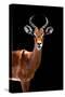 Safari Profile Collection - Antelope Black Edition II-Philippe Hugonnard-Stretched Canvas