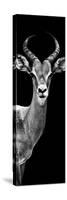 Safari Profile Collection - Antelope Black Edition III-Philippe Hugonnard-Stretched Canvas