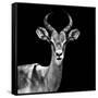 Safari Profile Collection - Antelope Black Edition V-Philippe Hugonnard-Framed Stretched Canvas