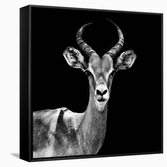 Safari Profile Collection - Antelope Black Edition V-Philippe Hugonnard-Framed Stretched Canvas