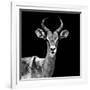 Safari Profile Collection - Antelope Black Edition V-Philippe Hugonnard-Framed Photographic Print