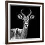 Safari Profile Collection - Antelope Black Edition V-Philippe Hugonnard-Framed Photographic Print