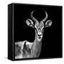 Safari Profile Collection - Antelope Black Edition V-Philippe Hugonnard-Framed Stretched Canvas