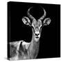 Safari Profile Collection - Antelope Black Edition V-Philippe Hugonnard-Stretched Canvas