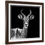 Safari Profile Collection - Antelope Black Edition V-Philippe Hugonnard-Framed Photographic Print