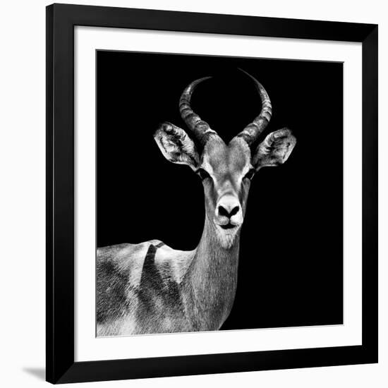 Safari Profile Collection - Antelope Black Edition V-Philippe Hugonnard-Framed Photographic Print