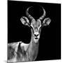 Safari Profile Collection - Antelope Black Edition V-Philippe Hugonnard-Mounted Photographic Print