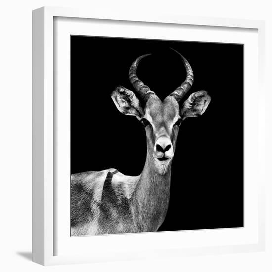 Safari Profile Collection - Antelope Black Edition V-Philippe Hugonnard-Framed Photographic Print